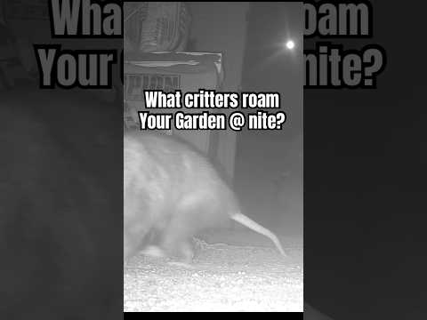 Garden Critters Caught on Camera by CaliKim29 Garden & Home DIY
