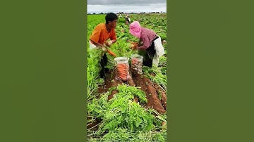 Tips for pulling carrots to share