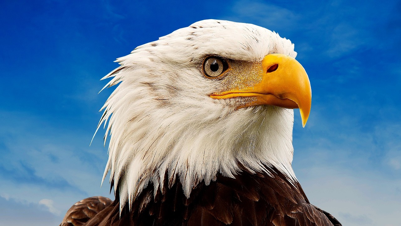 حقائق مدهشة عن النسور