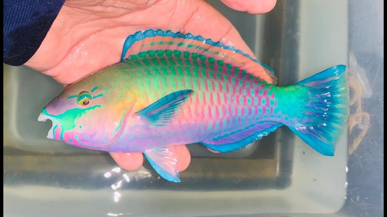 Quoyi Parrotfish - YouTube