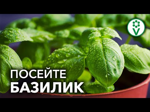 БАЗИЛИК ВЫРАСТЕТ БЕЗ