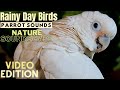 Rain and Parrot Sounds Nature Soundscape | HD Parrot TV VIDEO EDITION | 3+ Hours | Bird Room TV