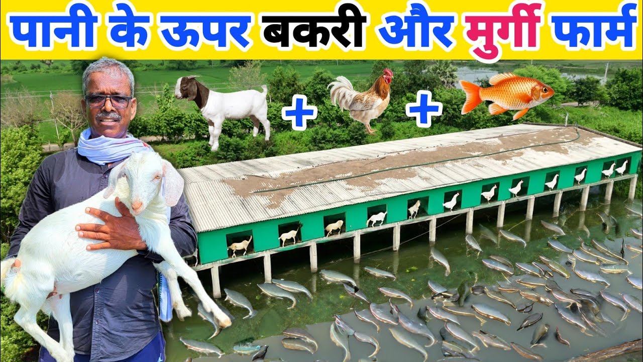 तालाब के ऊपर बनाया बकरी और मुर्गा फॉर्म | जीरो खर्चे में मछली तैयार | IFS Model