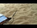 Змеиная атака на пляже