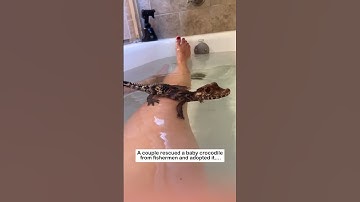 crocodile adopted  #wildliferescue #wildlife  #cute#rescue  #animalfriendshipgoals#crocodile