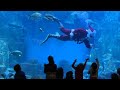 Santa Claus takes a dive at the Paris Aquarium