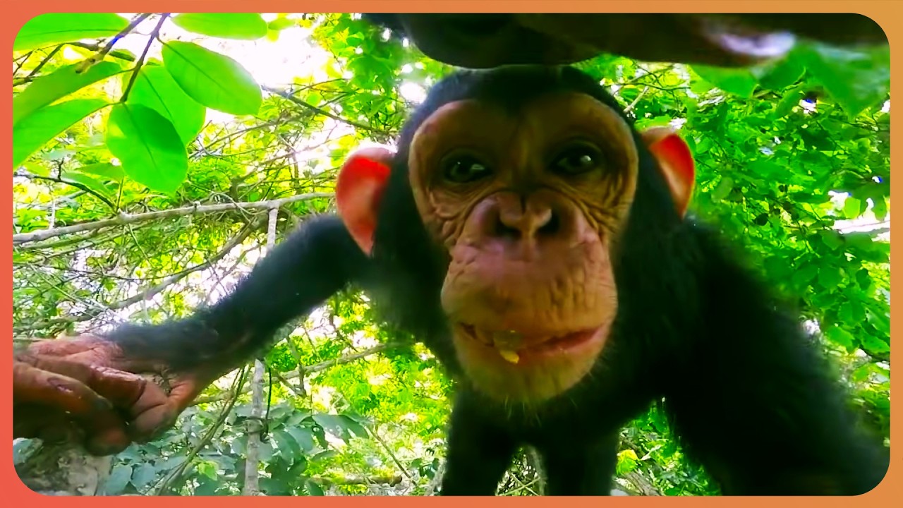 What Happens When You Give Cameras to Animals? (2026)
