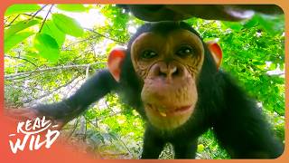 What Happens When You Give Cameras to Animals?