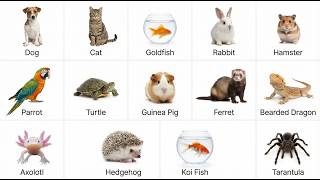 All Types of Pets Explained in easy way