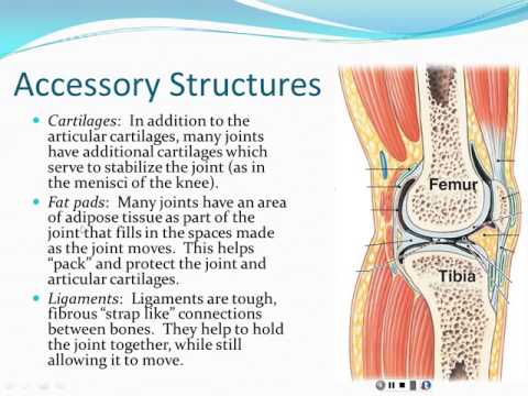 articular processes