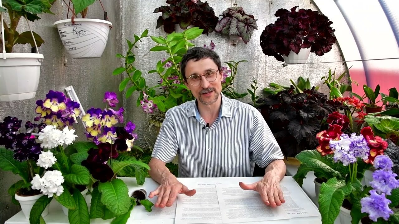 How to grow streptocarpus. English translation.