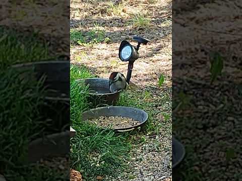 Woody drinking from jacuzzi. Вуди пьёт прямо из джакузи.🐥👀🥰🔥#wildnaturetv250 #funny #приколы #birds