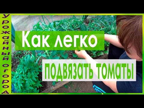 УДОБНАЯ ПОДВЯЗКА И ПАСЫНКОВАНИЕ ТОМАТОВ!ПЕРВЫЕ ШАГИ!
