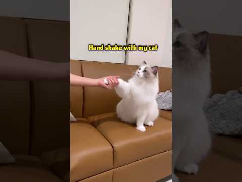 hand shake with