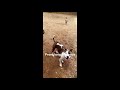 Dog tricks Pit Bull Mixes