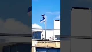 VIRAL Burung Gagak Merobek Bendera Israel