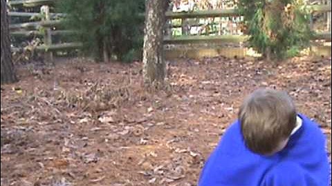 Day 8 Jesse Tree.wmv