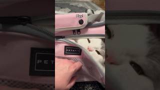 Ferdi Plays in His Petsfit Cat Carrier (Outtakes)