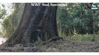 Un anno di monitoraggio in pillole. Riserva WWF Monte Arcosu