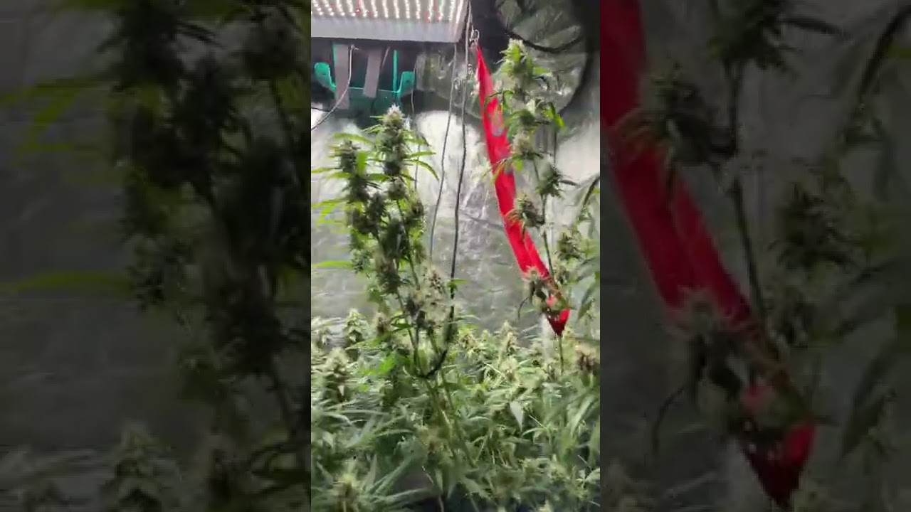 Cannabis flowers in week 6