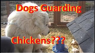 Training Livestock Guardian Dogs to Guard Chickens by Briar Patch Creamery 12,585 views 5 years ago 7 minutes, 32 seconds
