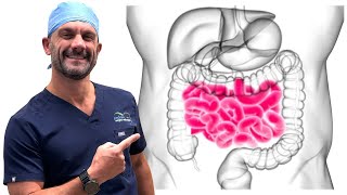 How does the small bowel work?