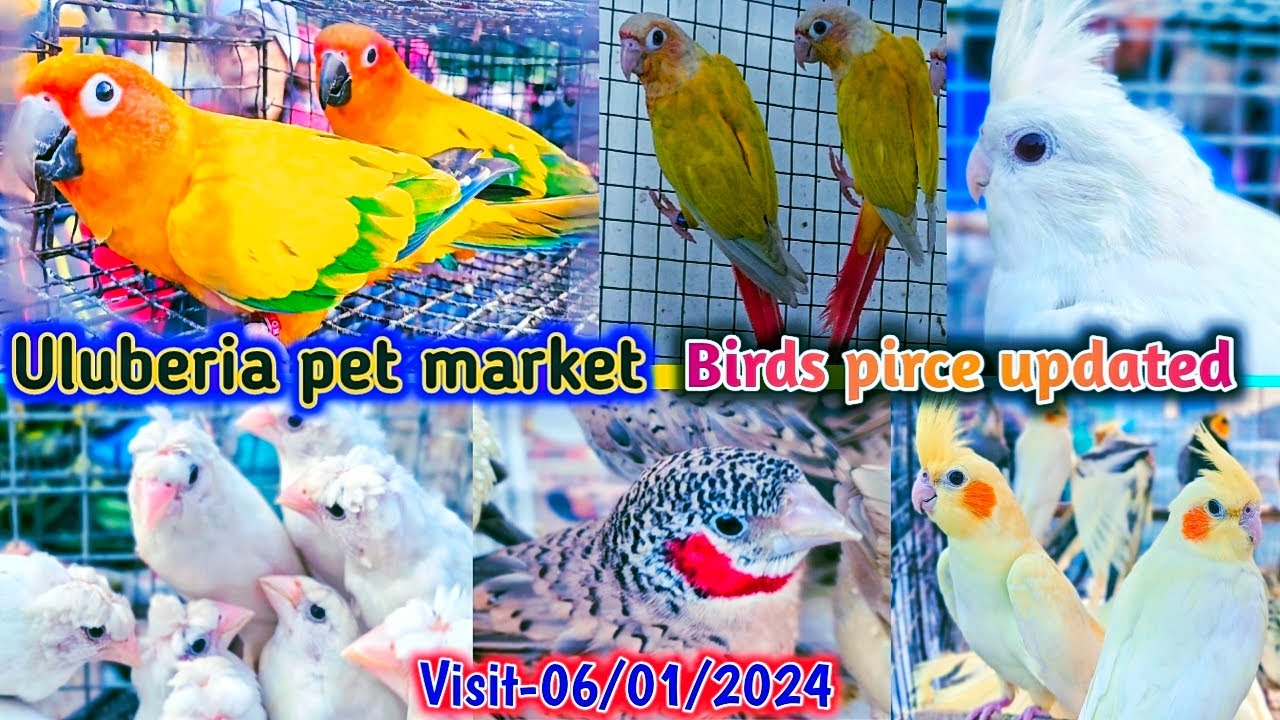 Uluberia pet market . Birds pirce updated 06.01.2024. Uluberia pakhir haat. 