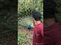 peacock 🦚🦚