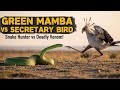 Green Mamba vs Secretary Bird – Snake Hunter vs Deadly Venom!GreenMamba #SecretaryBird #AnimalBattle