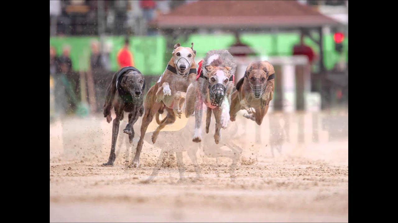 Windhund Europameisterschaft 2015 Galgo Espanol Ruden Youtube