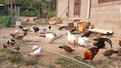 Nyob zoo os los saib kuv pub qaib os 2/4/25