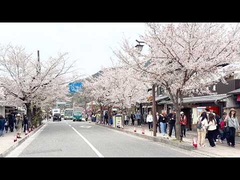 [4K]嵐山の #桜吹雪 散歩 (満開桜)🌸 2025年4月4日 Sakura Blossom + Bamboo Walk through Arashiyama, Kyoto