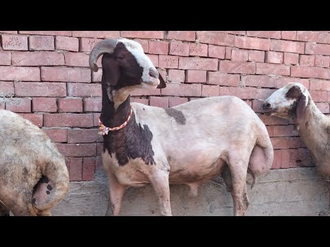 كبش اوسيمي من الفواخر من ابو تيام لسه لبانه مكسرش و لا سنه