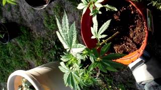 Growing outdoors part 2