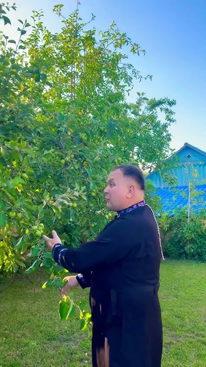 Чи можна на подвірʼї садити хвойні дерева? Так можна, але яблуні і ...