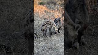 Hyena cubs playing with bones #hyenacubs #hyenas  #reel #short #wildlife #shortsmitmarietta