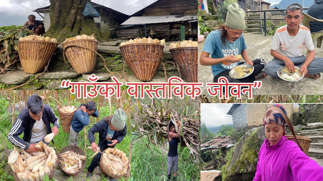 “गाउँको वास्तविक जीवन” || Bhujung village || Lamjung || Villagelife || Mayagrg01vlog