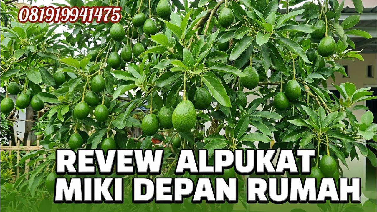Review Alpukat Miki Depan Rumah yang Lebat