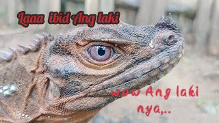 Yun oh ibid,..🦎
