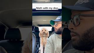 Mini Cockapoo Has The Best Thinking Face Before Answering Math Questions