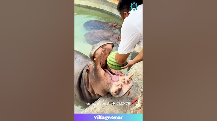 Watermelon Challenge: Hippo WINS! 🍉🏆 Flawless Victory! #hippo #watermelon #funny #animal #eating