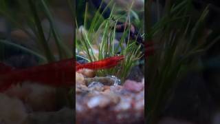 Part 2 - Shrimp Ecosystem Update