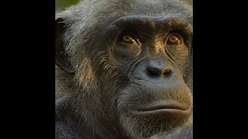 Jane Goodall | A Legacy for Humanity, A Voice for the Wild