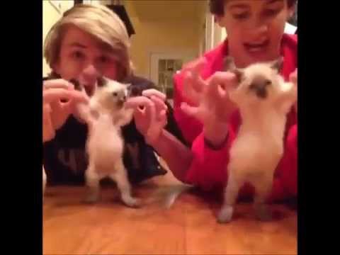 【 面白 Twitter / Vine 】で話題！世界のおもしろ6秒動画まとめ