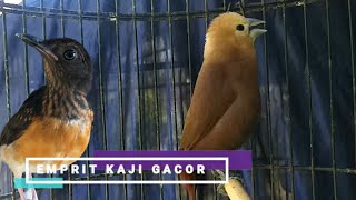 MASTERAN UNTUK MURAI BATU TROTOL ‼️ Suara Burung Emprit Kaji Full GACOR NGEROLL Isian Kenarian