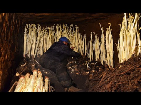 Japanese Mountain Asparagus Farming Underground Technique - Mountain Asparagus Harvesting