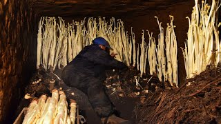 Japanese Mountain Asparagus Farming  Underground Technique - Mountain Asparagus Harvesting