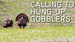 TURKEY CALLING TIPS | Calling To Hung Up Gobblers!