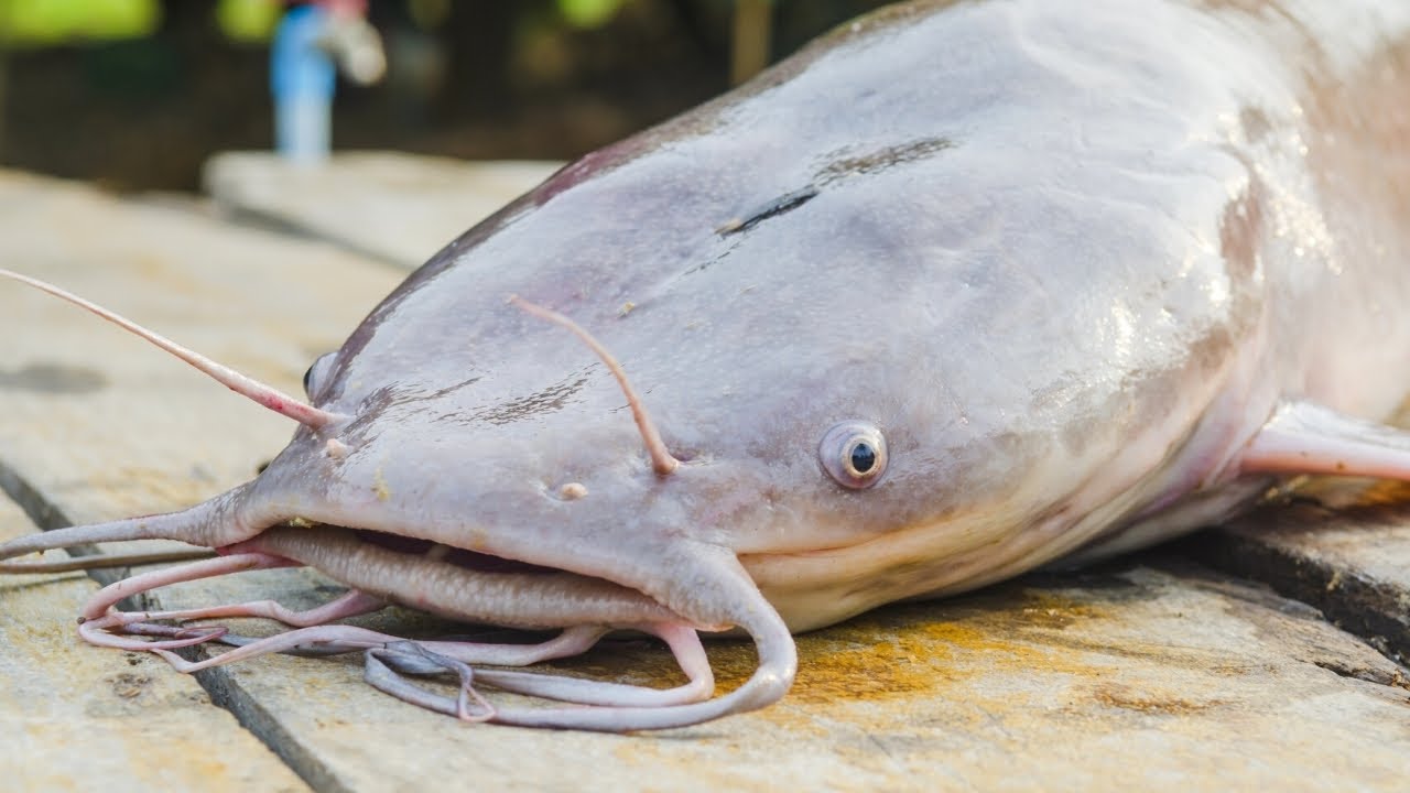 CATCH N' COOK CATFISH YouTube