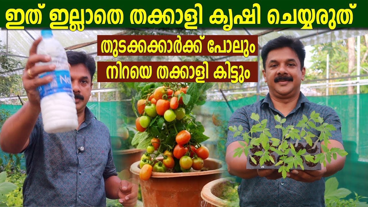 തുടക്കക്കാർക്ക് പോലും തക്കാളി നിറയെ കായ്ക്കാൻ ഇങ്ങനെ ചെയ്‌താൽ മതി | Tomato farming in pot